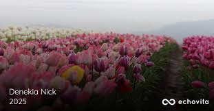 Image result for Denekia