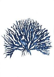 New Sea Coral Iv In Denim By Driftwoodinteriors On Etsy Coral Art Print Sea Life Art Coral Art