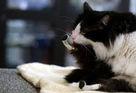 Testis kucing digunakan sebagai alat kontrasepsi 