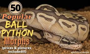 Python regius we have thousands of exotic ball pythons for sale from top breeders from around the world. Ball Python Morphs The 50 Most Popular Pictures Prices