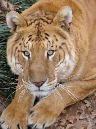 Pin De Safari S Sanctuary Em Safaris Sanctuary Animais Lindos Gatinhos Felinos