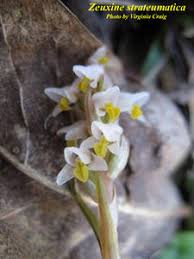 Image result for Zeuxine elongata