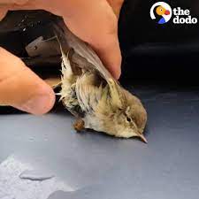 Guy Saves Tiny Bird Trapped Against The Roof Of His Car | This little bird was trapped against the roof of a car for miles — but luckily the driver was ready