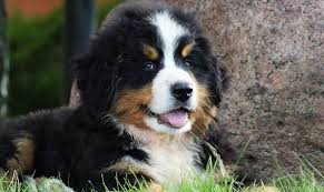 As early as 8 weeks, you can cover your rambunctious pup with a puppy insurance plan from figo. Bernese Mountain Dog Puppies Helpful Information Pettime