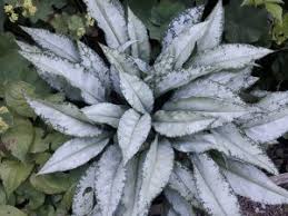 We did not find results for: Plants For Shade Sjgardenadvice Co Uk
