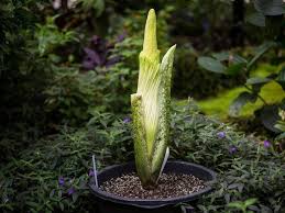 Hier gibt es die passenden bilder dazu. Botanischer Garten Bonn Titanenwurz Lockt Wieder Viele Besucher