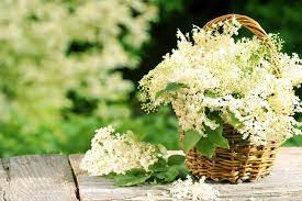 Elderflower tea benefits include support for colds and flu similar to elderberry. Elderflower Tea A Pre Historic Healing Medicine Teapro