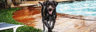 Other pups in miami, fl. Jax S Labrador Retriever Rescue Not Just Labs