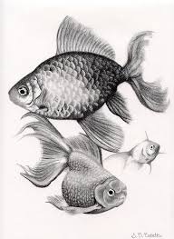 Goldfish By Sarahphim Art Goldfish Art Fish Drawings Goldfish