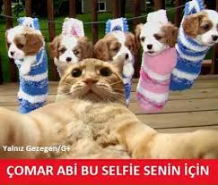 Irem Gun Adli Kullanicinin Capsler Panosundaki Pin Kedi Selfie