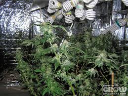 Bluer lights, like metal halide or fluorescent, contain much more. Compact Fluorescent Cfl Grow Lights