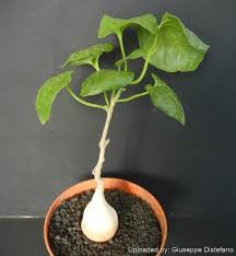 Image result for Pyrenacantha