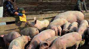 Pestă porcină africană sau boala lui montgomery (lat pestis africana suum; Pesta Porcina Africana Sub Lupa Specialistului Cum Se Manifesta Cum Ne Ferim Si Ce Se Mai Poate Face Pentru A Limita Dezastrul Interviu Mobile