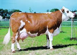 Simmental Dairy Cow Breeds Breeds Of Cows Cow