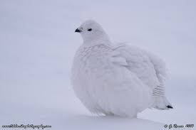 We did not find results for: The Alaska State Bird Wilder Alaska