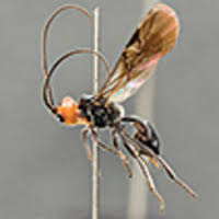 Image result for Entephria byssata