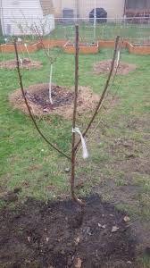 Here are some tips on how to spot one. Cherry Tree Not Branching General Fruit Growing Growing Fruit