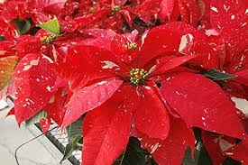 Christmas cactus is known for its beauty and is one of the holiday season's most iconic plants. How To Care For Holiday Plants Poinsettias Christmas Cactus Amelia Island Living Emagazine