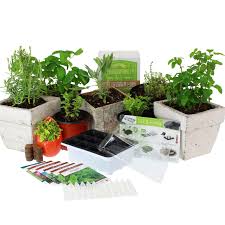 Growing your own hot peppers from seed can be very rewarding. Culinary Indoor Herb Garden Starter Kit Basic Herb Seeds 6 Non Gmo Varieties Grow Cooking Herbs Spices Seeds Basil Dill Parsley Chives Mustard Oregano Buy Online In Bahamas
