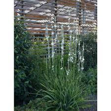Image result for Chlorophytum bowkeri
