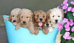 Maybe you would like to learn more about one of these? Breeders California Usa
