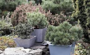 Pin Auf Kubelpflanzen