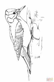 Bird Coloring Downy Woodpecker Google Search Downy Woodpecker Woodpecker Tree Coloring Page