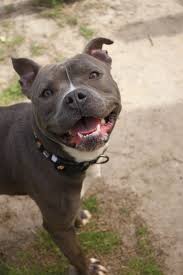 Berkeley Animal Center