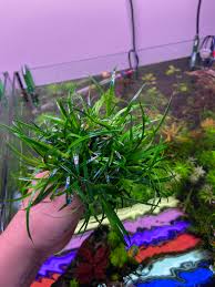 Image result for Eriocaulon inyangense