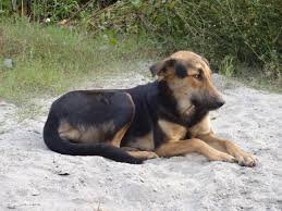 indian pariah dog wikipedia