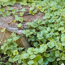 33 common weedy plants to watch for. Weed Identification Guide Better Homes Gardens