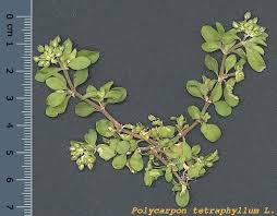 Image result for Polycarpon