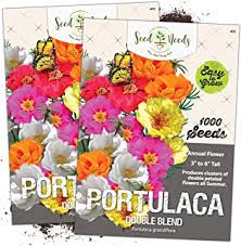 I fiori della portulaca si aprono solo in condizioni di pieno sole, di giorno, e si chiudono di notte. Amazon Com Portulaca Plants