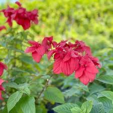 Image result for Mussaenda elegans