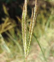 Image result for Dichanthium