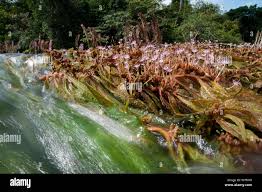 Image result for Podostemaceae