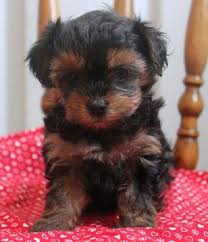 See more ideas about teacup puppies, puppies, yorkie puppy. Yorkie Poo Puppies For Sale In Ohio Cute Puppies Yorkie Poo Yorkie Poo Puppies Yorkie