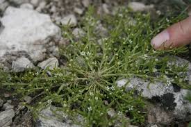 Image result for Thesium thamnus