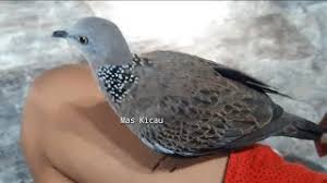 Burung Tekukur Jinak Herunterladen