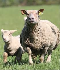 Maladie transmissible depuis le chat à l'homme? Les Avortements D Origine Infectieuse En Elevage Ovin Alliance Elevage