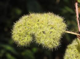 Image result for Girardinia diversifolia