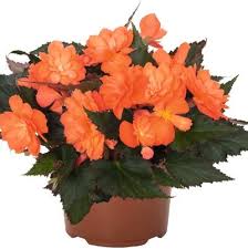 Image result for Begonia pulcherrima