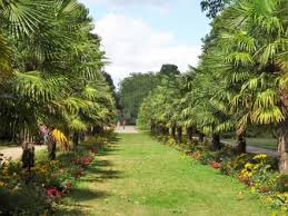 Der für seine herausragende gartenarchitektur berühmte und zum königliche gartenbaudirektor berufene peter joseph lenné plante den neuen botanischen garten für die stadt köln. Bilder Flora Und Botanischer Garten Koln Die Palmenallee Im Botanischen Garten Koln Nordrhein Westfalen Deutschland