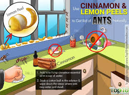 The citrus smell of the lemon repels the ants. How To Get Rid Of Ants Fast And Naturally Top 10 Home Remedies