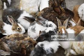 Image result for tbn:nuNU7FPK4A54yM::rvforsaleguide.com/images/bunny-resting-picture.jpg