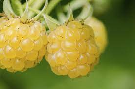 Maybe you would like to learn more about one of these? Yellow Raspberry Varieties Learn About The Care Of Yellow Raspberry Plants