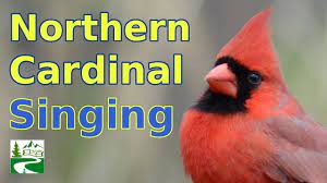 Our bird sounds collection is free android app for all bird lovers mania. Cardinal Singing Call Sounds Youtube