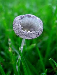 Image result for Coprinus lagopus