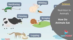 Nutrition In Animals Class 7 Science How Do Animals Eat Their Food Youtube