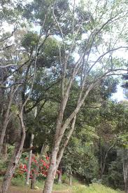 Voacanga Thouarsii Wild Frangipani Wildefrangipani S A No 646 African Plants African Tree Tree Forest